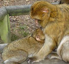 Les caresses entre singes