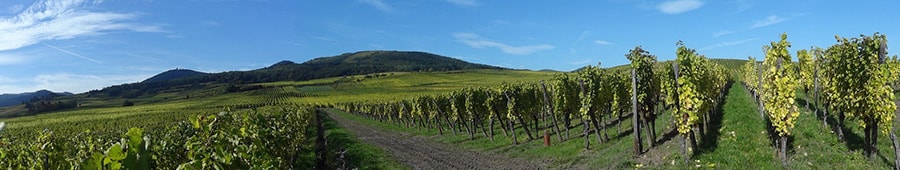 Panorama sur le vignoble alsacien